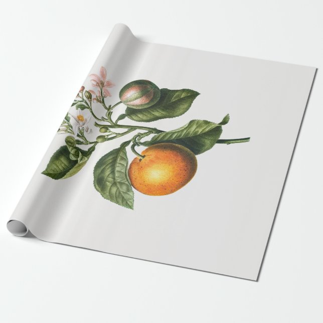 PAPEL DE REGALO PERIÓDICO DE RAPAS: BITTER NARANJA BLOSSOM (Desenrollado)