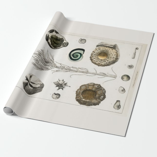 PAPEL DE REGALO PERIÓDICO DE RAPAS: GRÁFICO FÓSILO DE VENTAJA: GOL (Desenrollado)