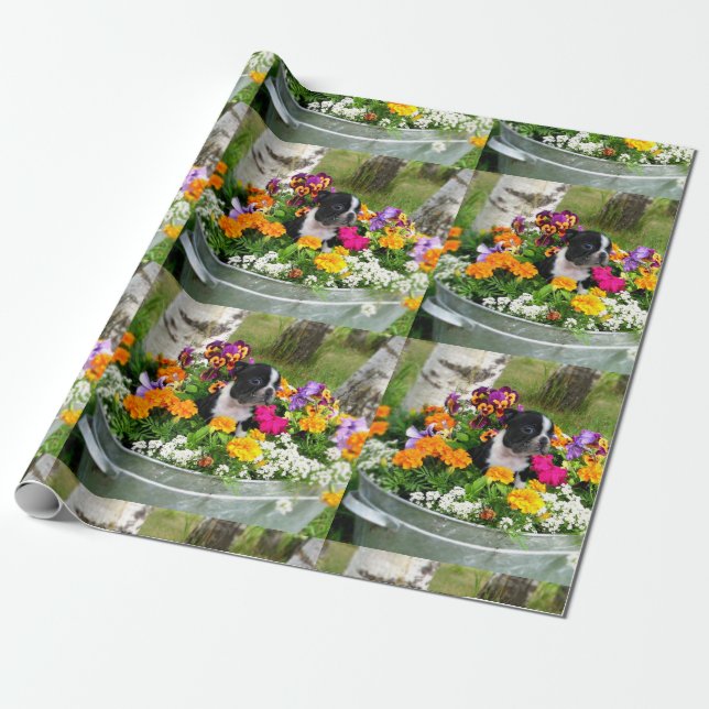 Papel De Regalo Perro de Boston Terrier (Desenrollado)