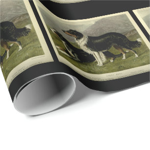 Papel De Regalo Perros de ovino de collie de frontera de vintage