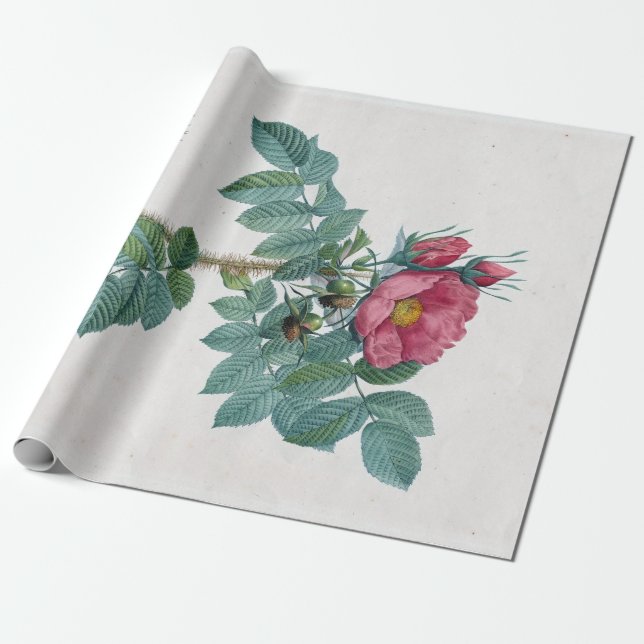Papel De Regalo Pierre-Joseph Redouté Kamtschatka Rosa (Desenrollado)