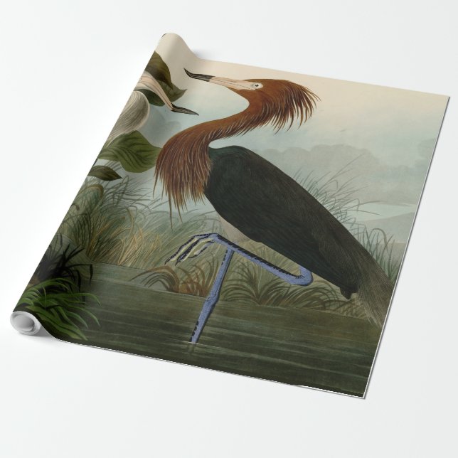 Papel De Regalo Pintado de vida salvaje morado de la garza Audubon (Desenrollado)
