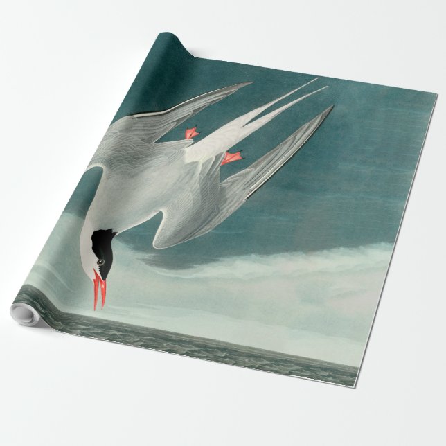 Papel De Regalo Pintado de vida silvestre del Ártico Tern Audubon (Desenrollado)
