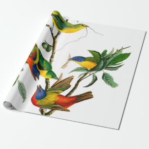 Papel De Regalo Pintado Finch por John James Audubon