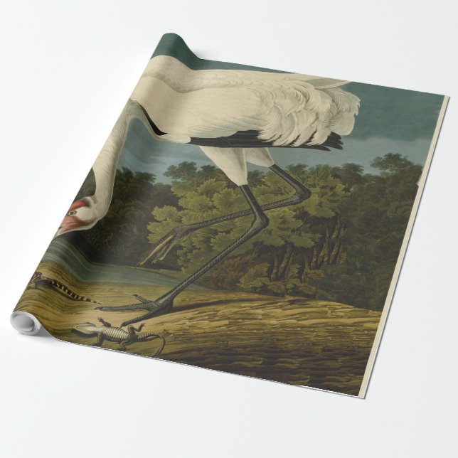 Papel De Regalo Pintura de pájaro de Crane Audubon (Desenrollado)