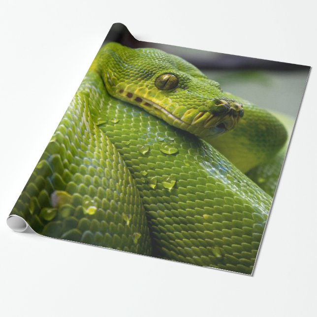 Papel De Regalo Pitón (Desenrollado)