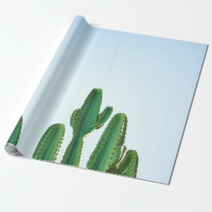 Papel De Regalo Planta de cactus verdes en fondo blanco
