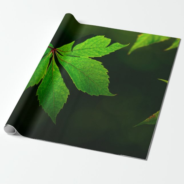 Papel De Regalo Planta de textura de patrón de hoja (Desenrollado)