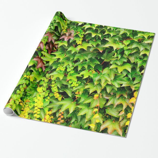 Papel De Regalo Planta verde del seto (Desenrollado)