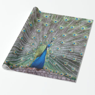 Papel De Regalo Pluma colorida del pavo real del plumaje hermoso