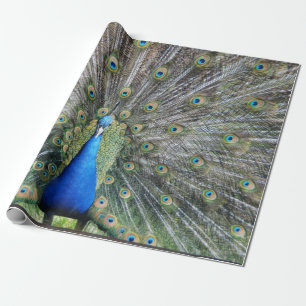 Papel De Regalo Plumaje lleno del pavo real azul