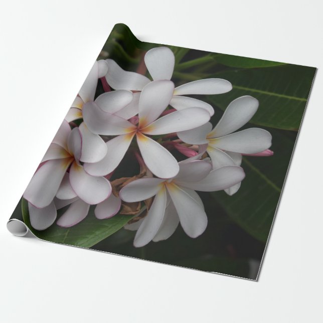 Papel De Regalo Plumeria blanca (Desenrollado)