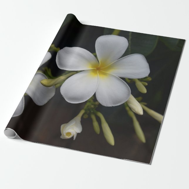 Papel De Regalo Plumeria blanco y amarillo (Desenrollado)