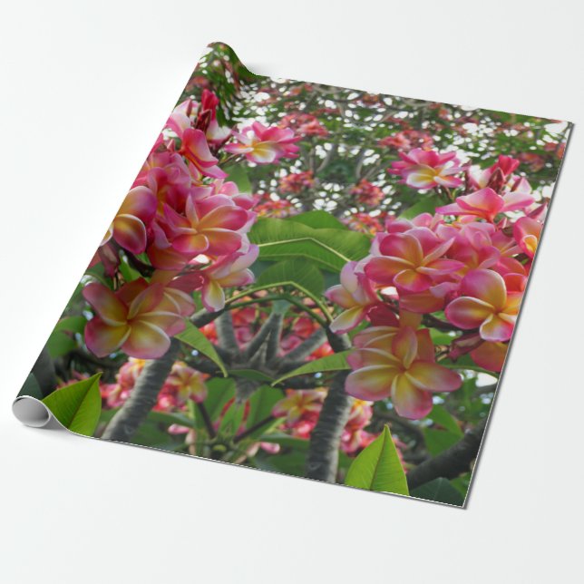 Papel De Regalo Plumeria hawaiana (Desenrollado)
