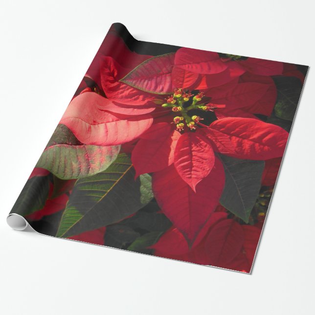Papel De Regalo Poinsettia hawaiano (Desenrollado)