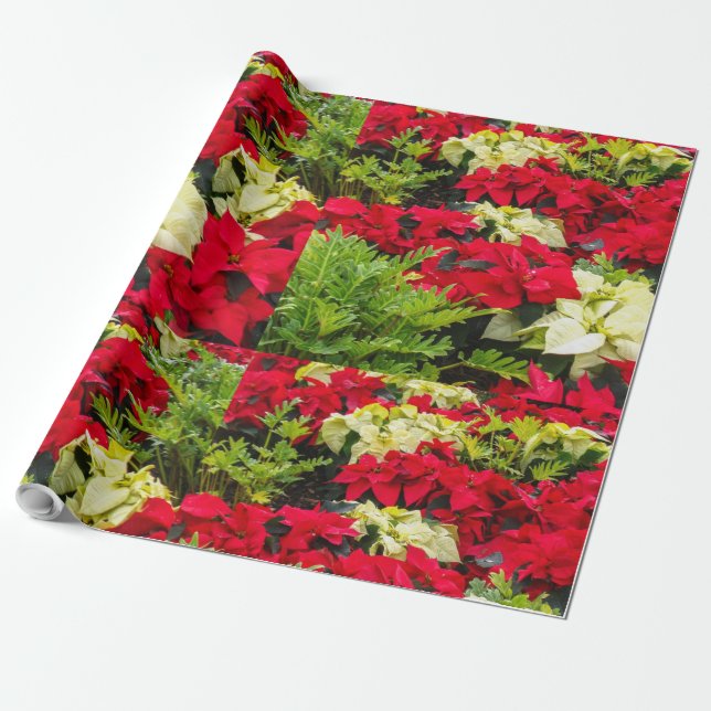 Papel De Regalo Poinsettia rojo de la flor del navidad (Desenrollado)