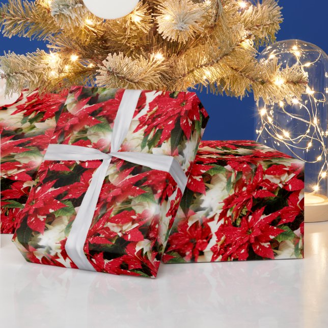 Papel De Regalo Poinsettias florales blancas rojas festivas (Vacaciones)
