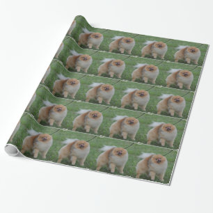 Papel De Regalo Pomeranian lindo
