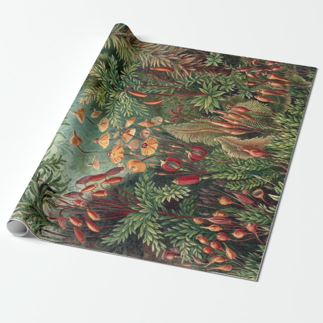 Papel De Regalo Poster Ernst Haeckel Moss (Desenrollado)
