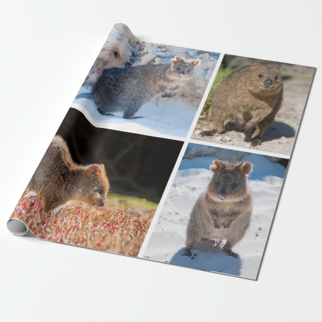 Papel De Regalo Quokka feliz y lindo de Australia (Desenrollado)