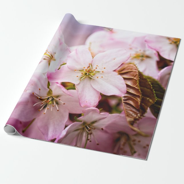 Papel De Regalo Ramo de Sakura Rosa Contra el Fondo Rosa (Desenrollado)