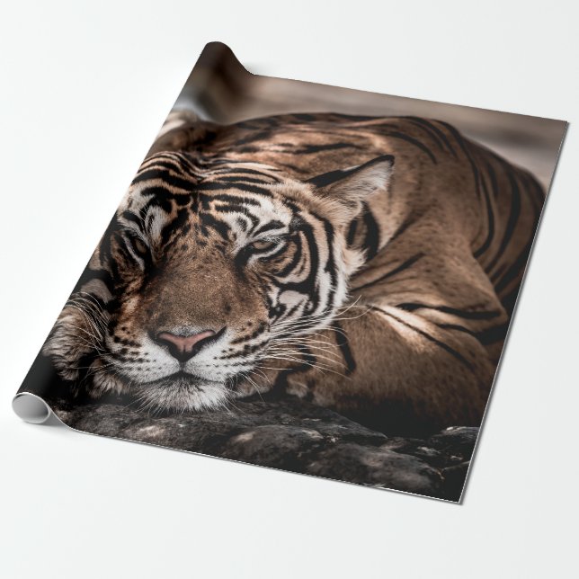 Papel De Regalo ranthambore macho salvaje tigre retrato de imagen  (Desenrollado)