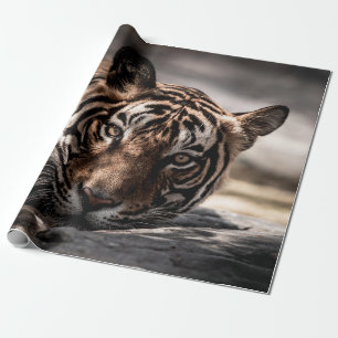 Papel De Regalo ranthambore macho salvaje tigre retrato de imagen