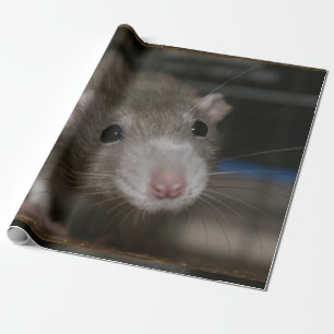 Papel De Regalo Rata curiosa