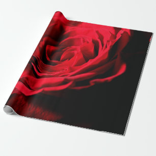Papel De Regalo Red rose valentine day closeup macro design, roman