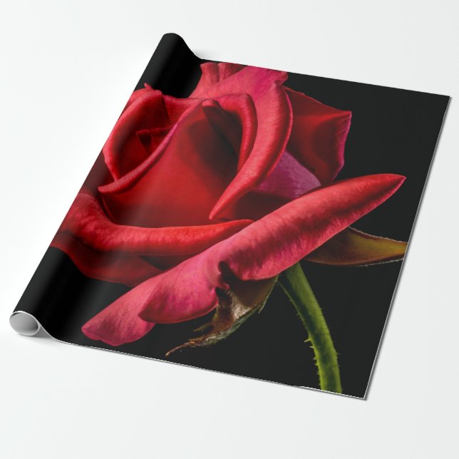 Papel De Regalo Rosa roja contra fondo negro (Desenrollado)