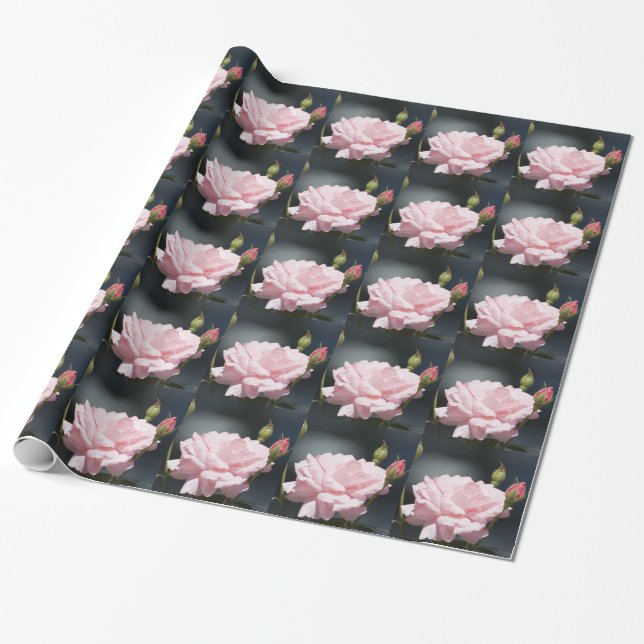 Papel De Regalo rosa rosa rosa rosa (Desenrollado)