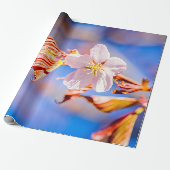 Papel De Regalo Rosa Sakura Flower Blue Sky (Desenrollado)