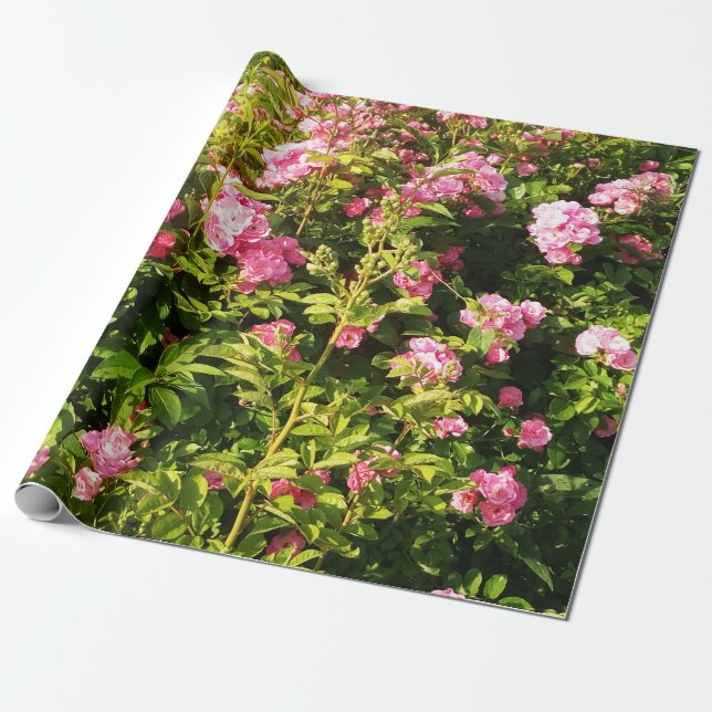 Papel De Regalo Rosas rosas rosas en flor (Desenrollado)