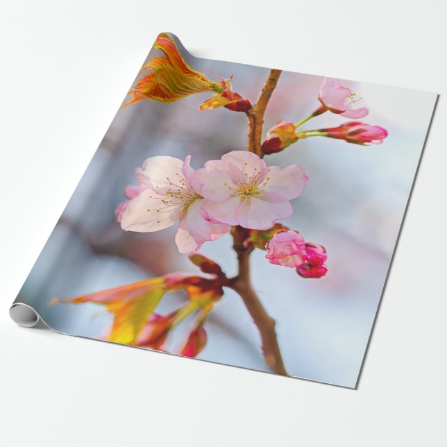 Papel De Regalo Sakura Rosa Contra El Fondo Griego (Desenrollado)