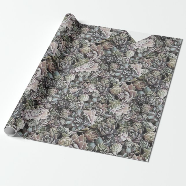 Papel De Regalo Sempervivums suculento - grande y silenciado (Desenrollado)