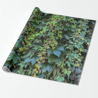 Papel De Regalo Serene Green Ivy Wall Colgando Vinas Plantas