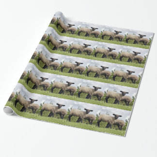 Papel De Regalo sheep