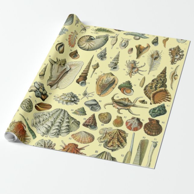 Papel De Regalo Shell de conchas marinas Mollusk Clam Elegante Art (Desenrollado)