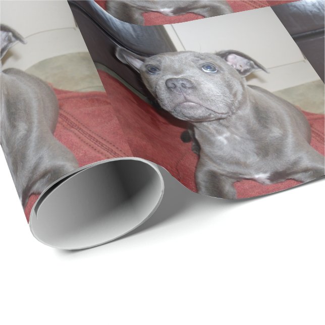 Papel De Regalo Sooky Blue Staffordshire Bull Terrier Puppy, (Esquina del rollo)