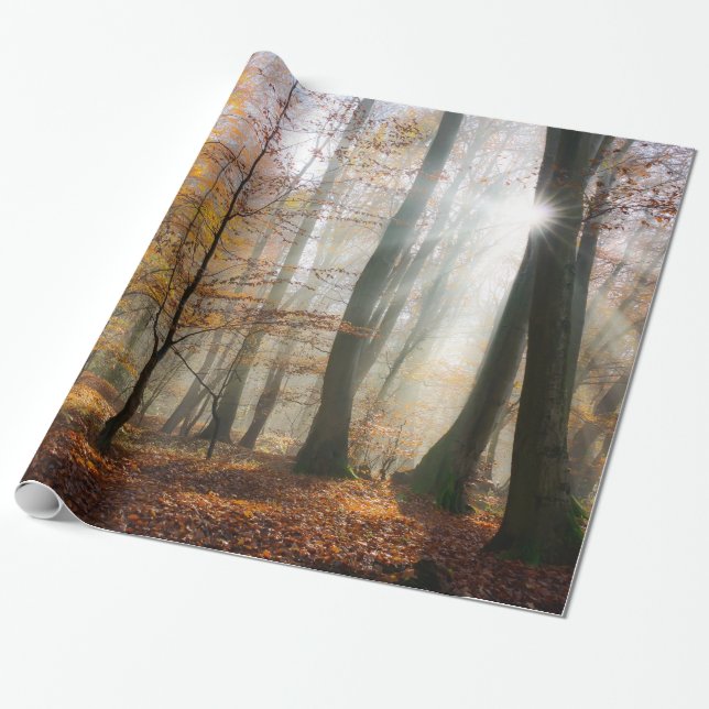 Papel De Regalo Sun irradia el bosque brumoso místico, regalo (Desenrollado)