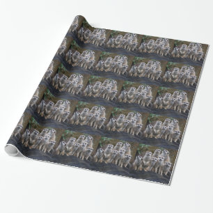 Papel De Regalo Suricata Animal Safari África Lindo