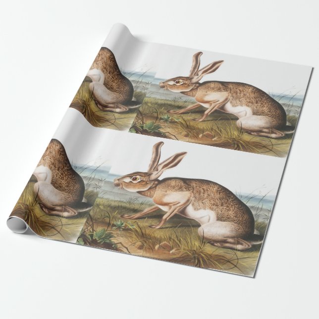 Papel De Regalo Texian Hare (Lepus Texianus) Ilustracion de conejo (Desenrollado)