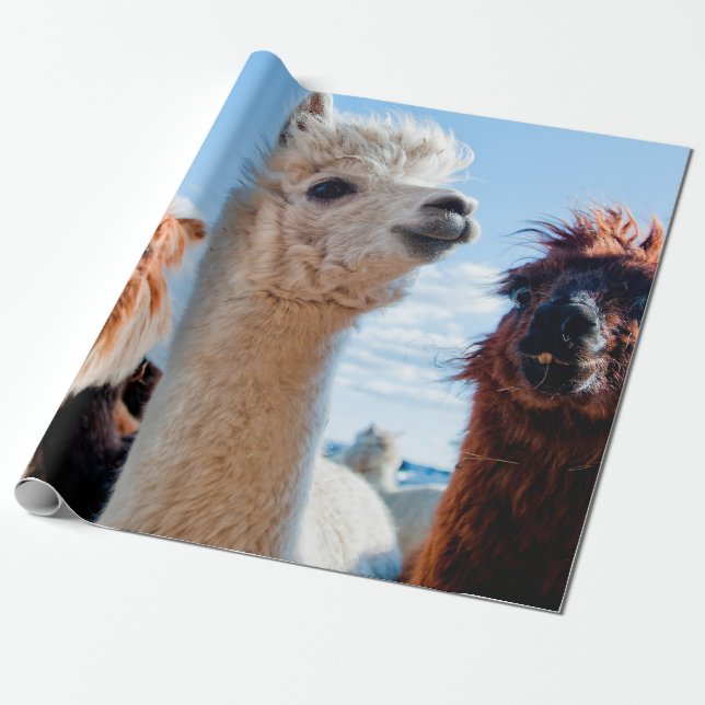 Papel De Regalo Tres divertidas Alpacas (Desenrollado)