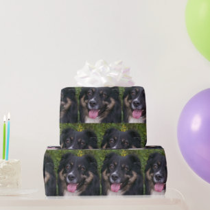 Papel De Regalo Trigo negro de pastor norteamericano en miniatura