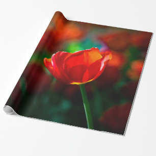 Papel De Regalo Tulipán rojo - Misterio del florecimiento
