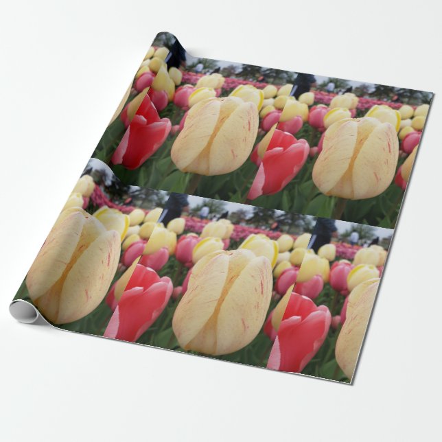 Papel De Regalo Tulipanes amarillos y rojos (Desenrollado)