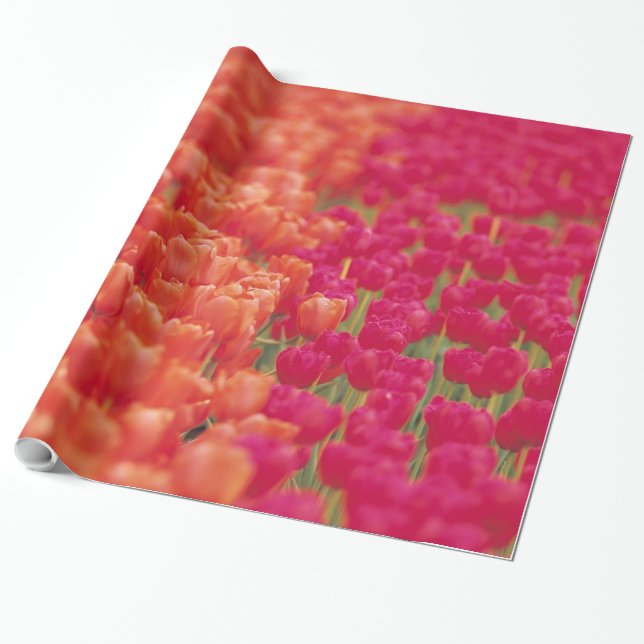 Papel De Regalo Tulipanes naranja y rosa (Desenrollado)