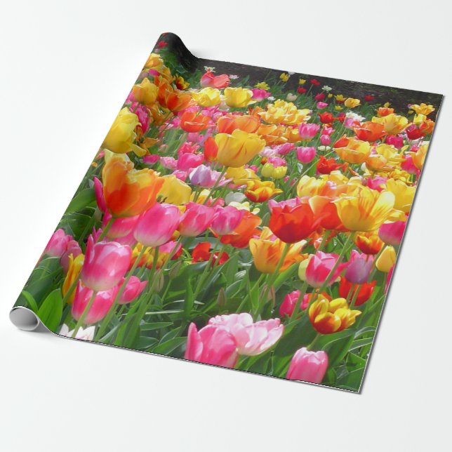 Papel De Regalo Tulipanes rosados amarillos del rojo anaranjado (Desenrollado)