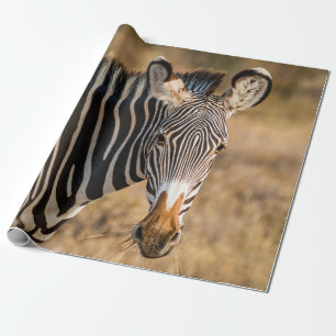 PAPEL DE REGALO UN CURIOSO ZEBRA EN LA RESERVA NACIONAL DE SAMBURU