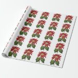 Papel De Regalo Vintage Christmas, Red Poinsettia WinPlanta<br><div class="desc">Ilustracion de época Victorian Era Feliz Navidad diseño con una florida planta de poinsettia floral con flores rojas y hojas verdes. Hermosas flores botánicas de invierno. ¡Felices fiestas y saludos de temporada!</div>